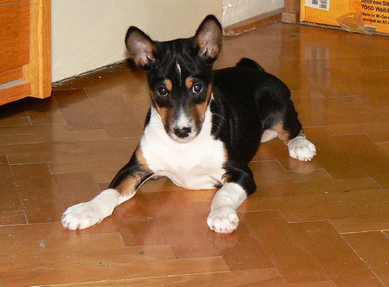 Foto: štěně trikolor-Izegbe Hanáček