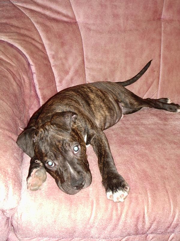 Foto: Dagísek-jsou mi skoro 4měsíce a odpočívám