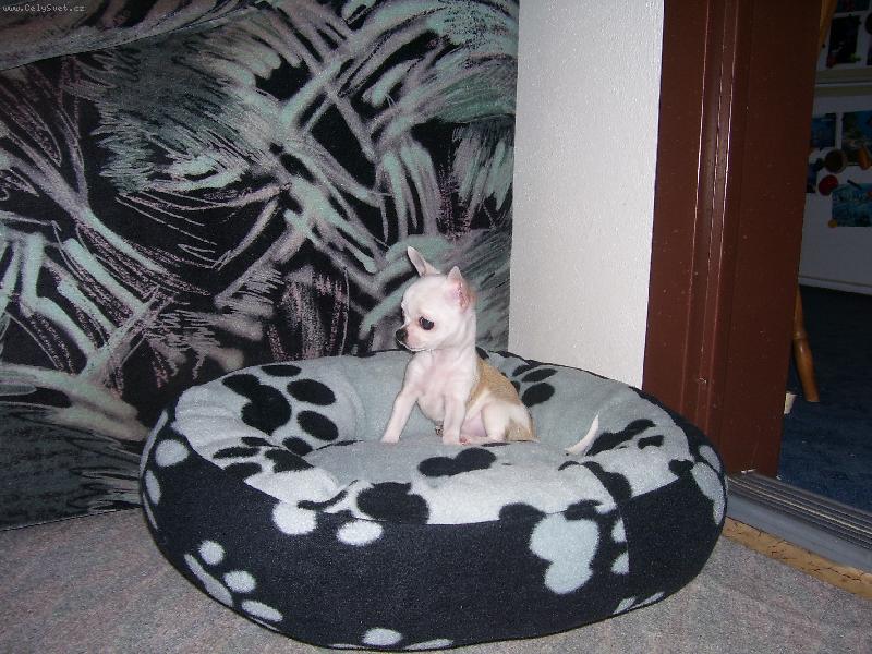 Foto: Lilča v pelíšku