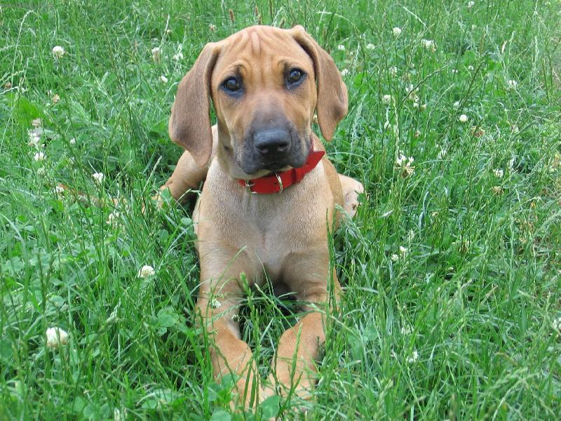 Foto: Jack v trávě:-)