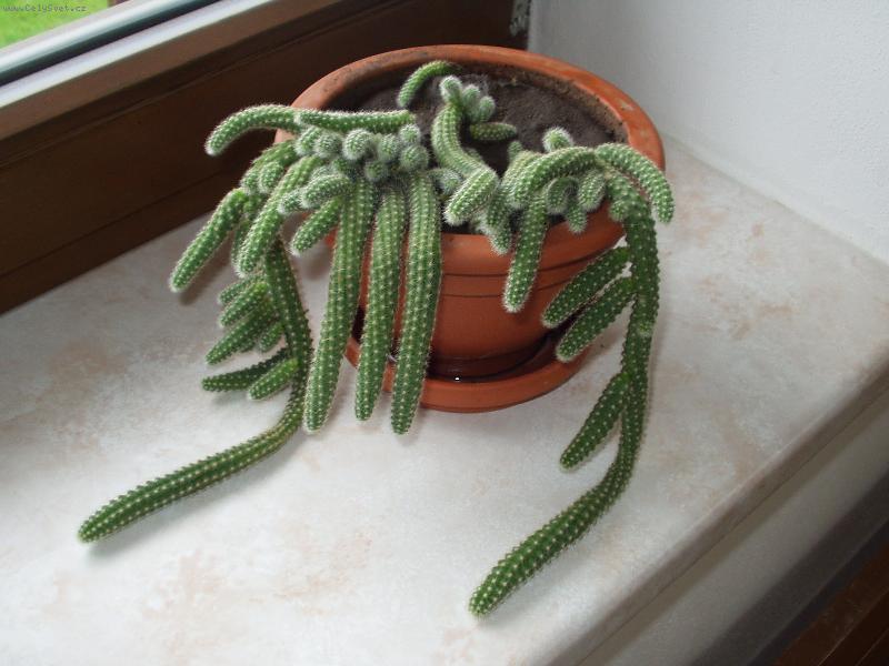 Foto: malá háďata