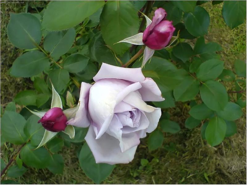 Foto: Namodralá-Focené v létě 2007