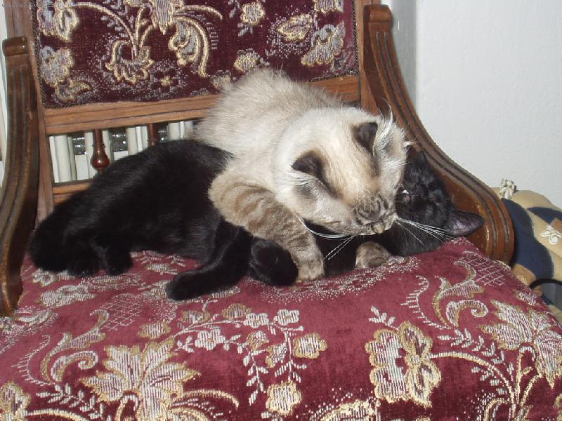 Foto: skotská klapouchá kočka-Večerní toaleta