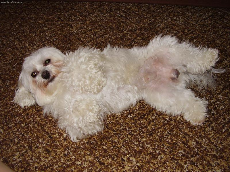 Foto: Náš miláček Samuel