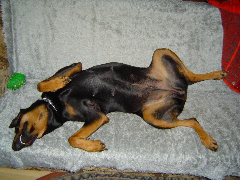 Foto: naše kesi-její nejoblíbenejší poloha