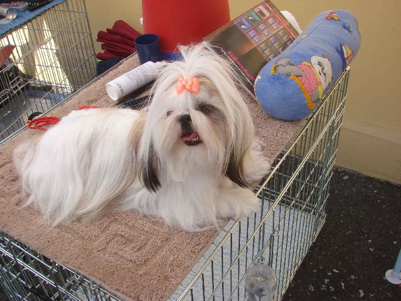 Foto: Rozárka z Ivafre