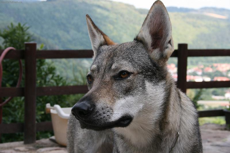 Foto: Gira Dakmat-Hlava - mladá fena