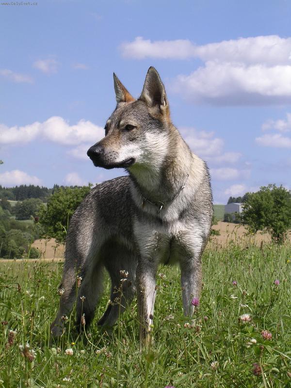Foto: Gira Dakmat CS-Mladá fena