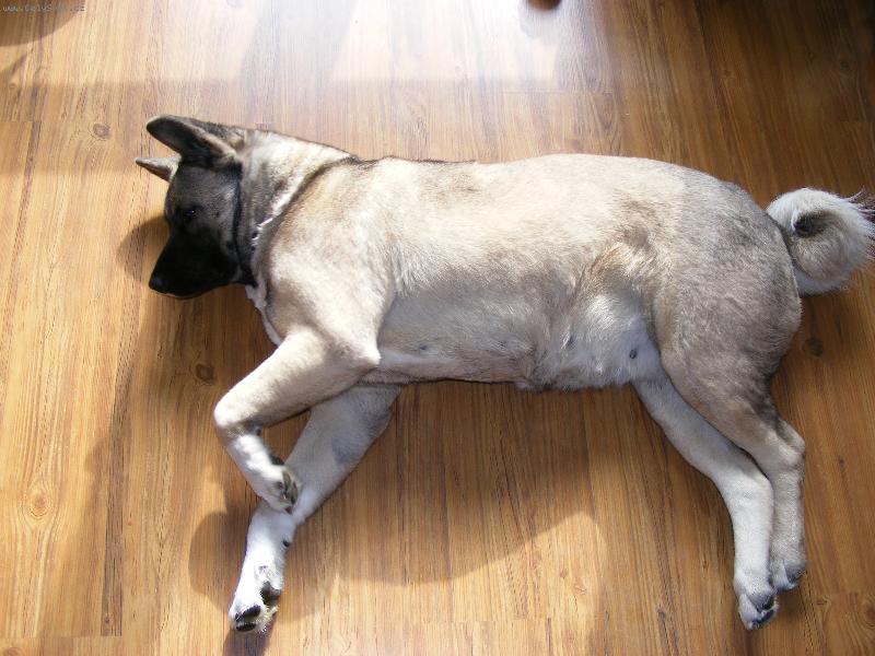 Foto: ŠEBINA-AMERICKA AKITA