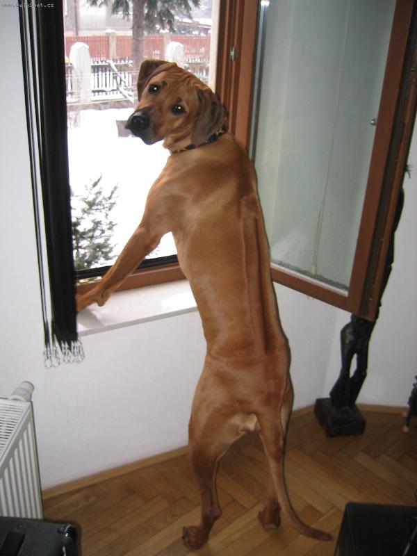 Foto: Boende-jsem dobrý hlídač