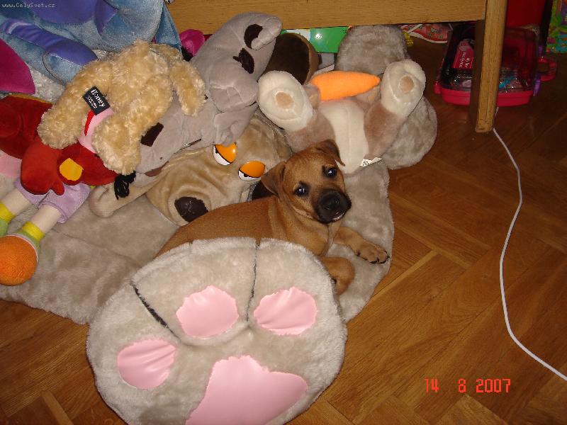 Foto: jsem taky plyšák...a jmenuju se Prášek