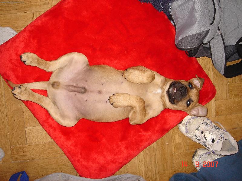 Foto: Prášek-trošku jsem se přežral...