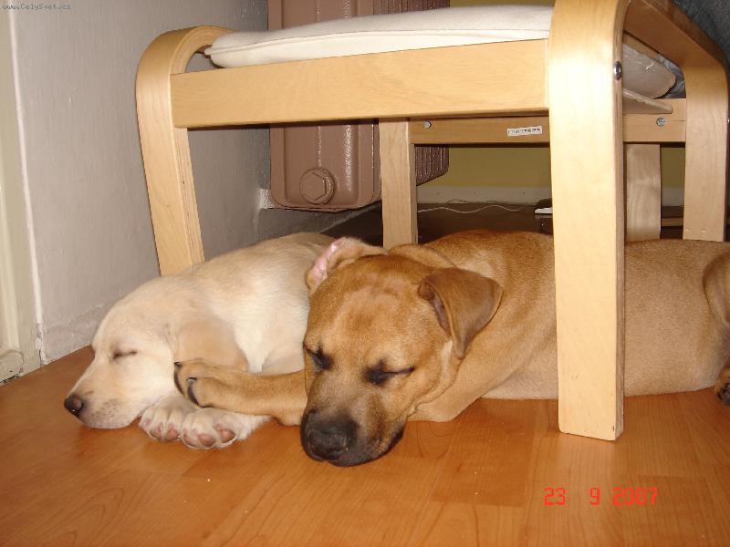 Foto: Prášek-moje kámoška Enny