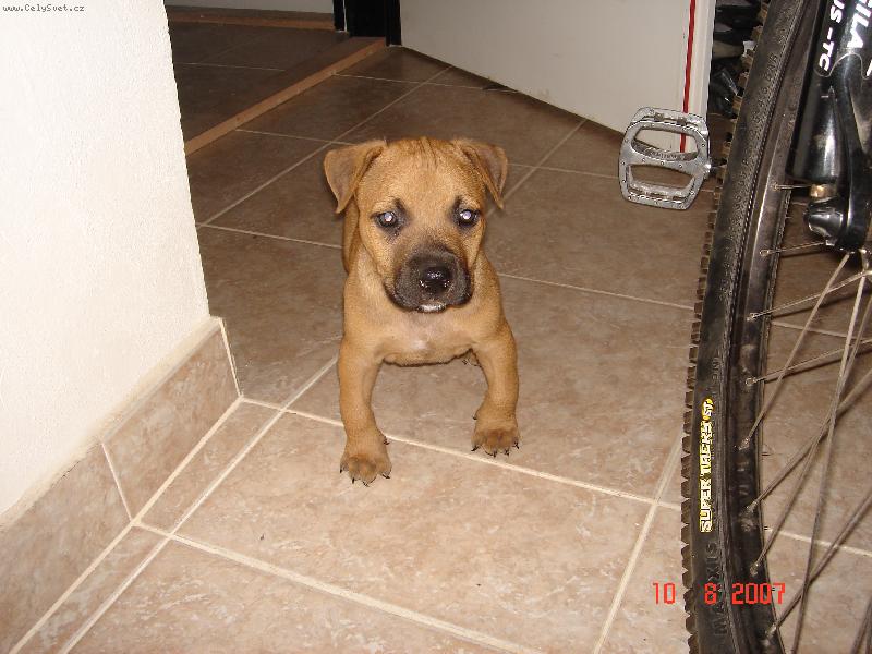 Foto: Prášek-první den v novým prostředí...