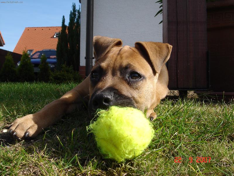 Foto: Prášek-tenis taky budu hrát