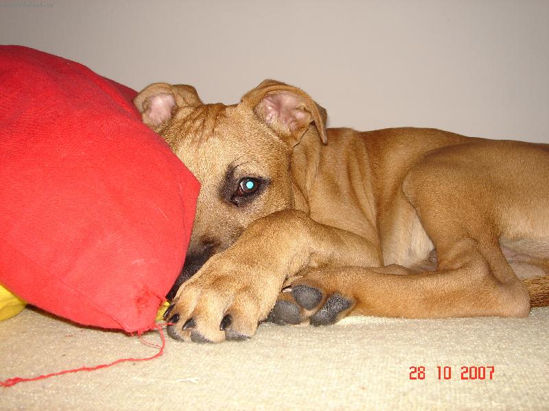 Foto: Prášek-nechte mě bejt...