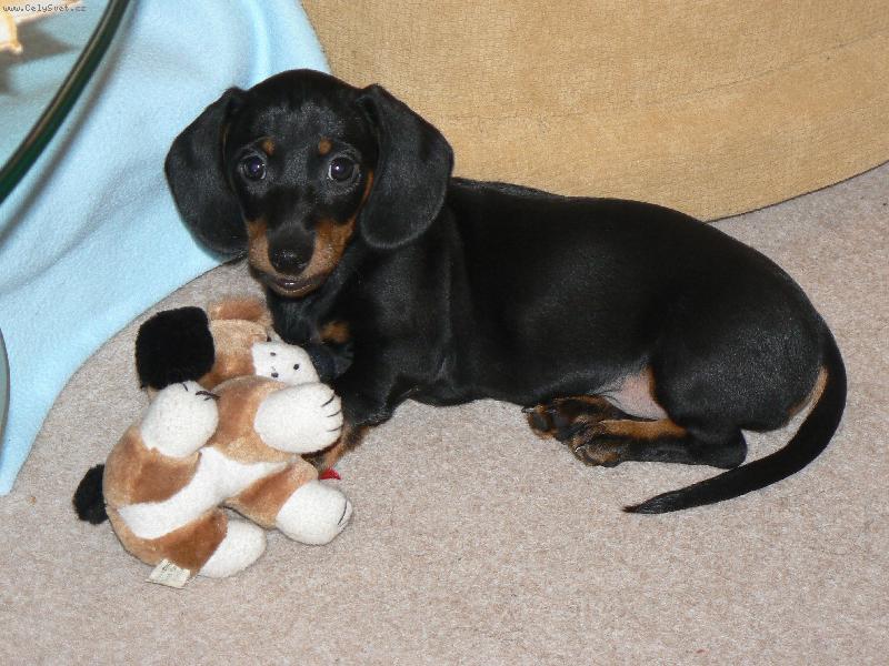 Foto: Jezevčík krátkosrstý-Toto je Náš Broček