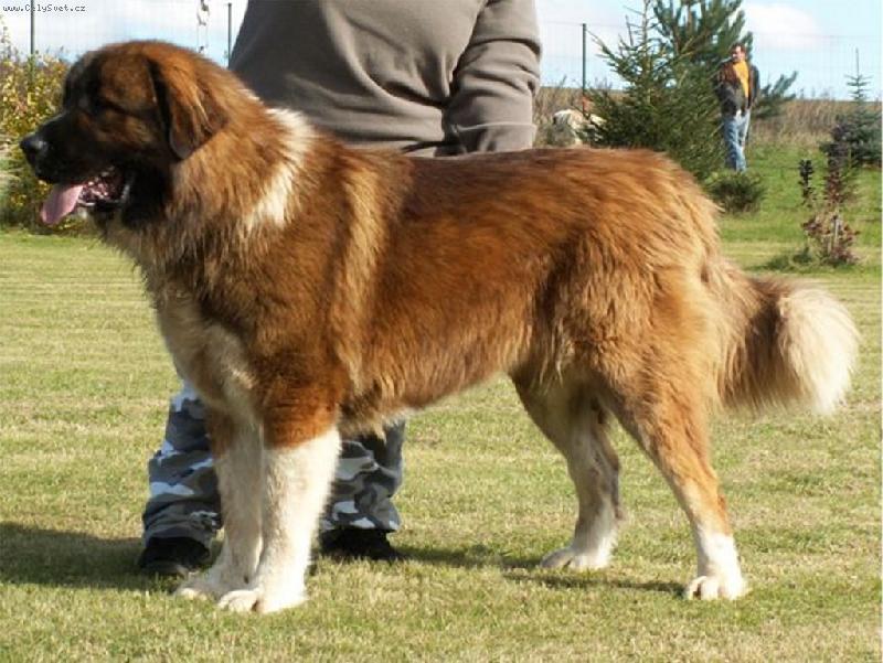 Foto: Al Capone-Al Capone from Bear Valley ve věku 13ti měsíců