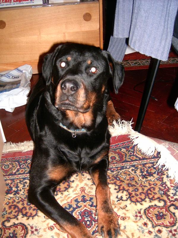 Foto: Syndy-to je naše Syndy