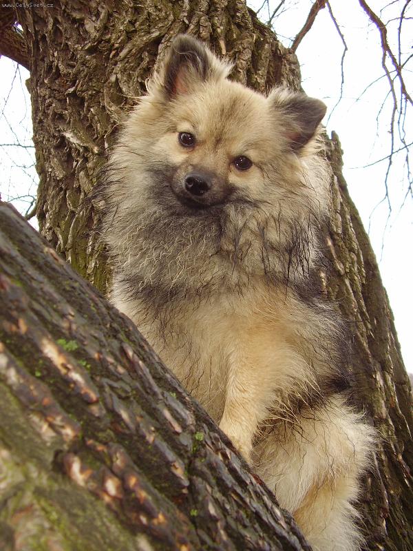 Foto: Německý špic malý vlkošedý-Na stromě