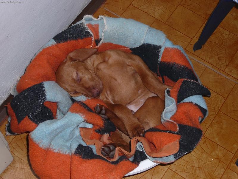 Foto: těžká pohoda-2měsíce Marwin