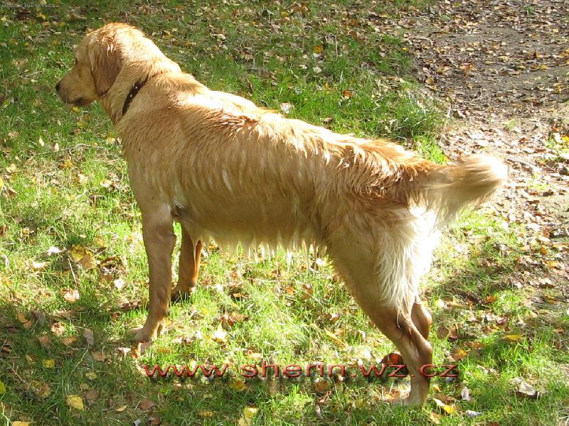 Foto: naše Sherinka-voda... to je moje :o)