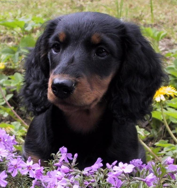 Foto: Dája ze Štěkotu-www.dajazestekotu.estranky.cz