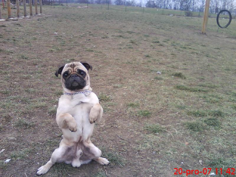 Foto: mops Eddy-můj zajíček