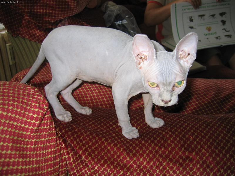 Foto: Titus Pulo-Nejvetší miláček rodiny