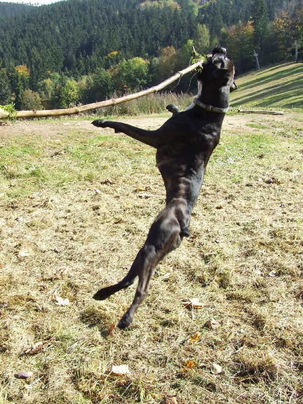 Foto: Anne-Anne - boxerka, žíhaná, roční