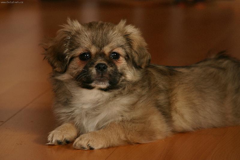 Foto: Abby-3 měsíce