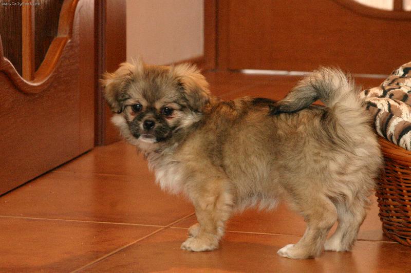 Foto: Abby-3 měsíce