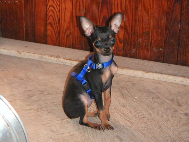 Foto: Žužla-fenka p.k.