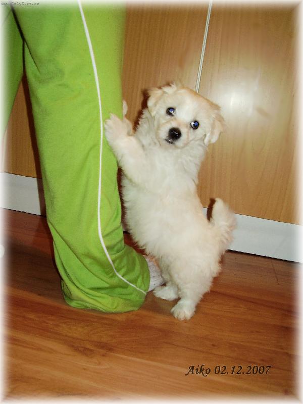 Foto: Aiko-Aiko prosí