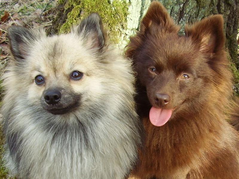 Foto: Hnědá a vlkošedá