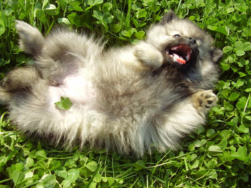 Foto: Vlkošedé štěňátko podruhé-Válím se,válím