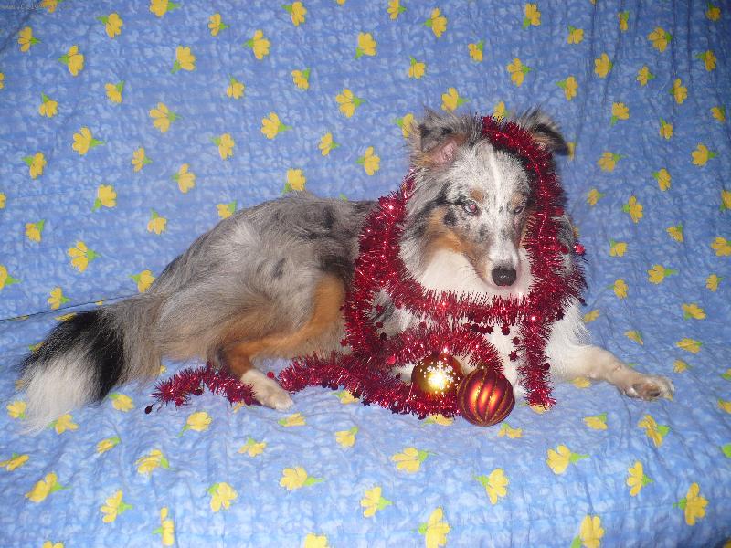 Foto: Vánoce,vánoce přicházejí...