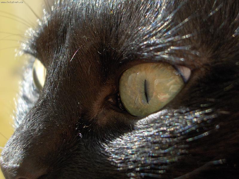 Foto: Fotogenická (K)Očka