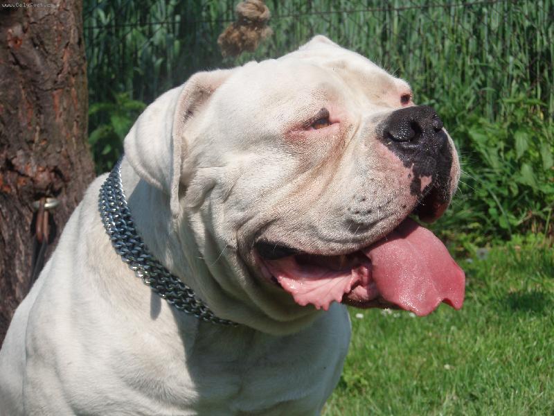 Foto: Jasir Igor - Stříbrná Madonna-Grand (S) Kennel - bulldog´s