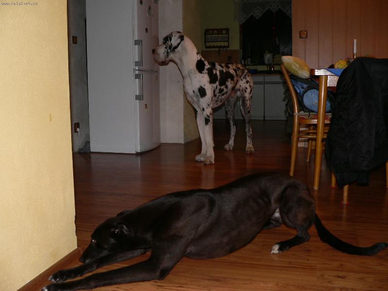 Foto: Orinek a irská lady DeeDee