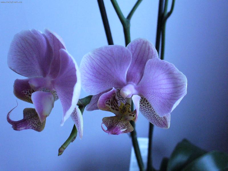 Foto: phalanopsis