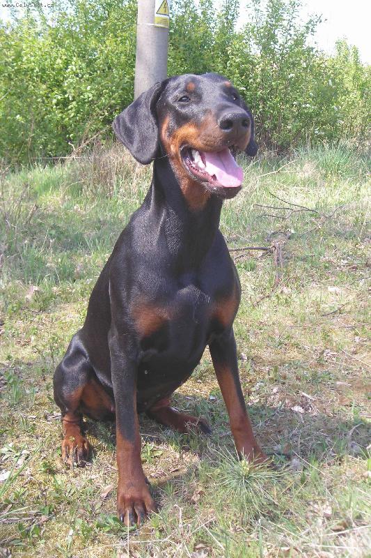 Foto: Akinka - úsměv prosím :)-tak takhle vypadá zdarvý chrup :D