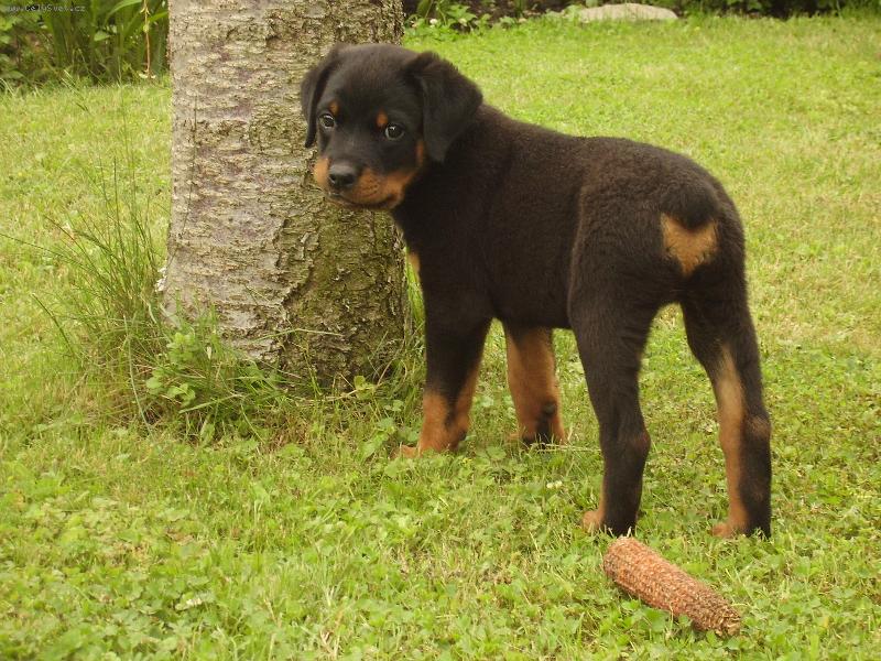 Foto: Dutch-8 týdnů