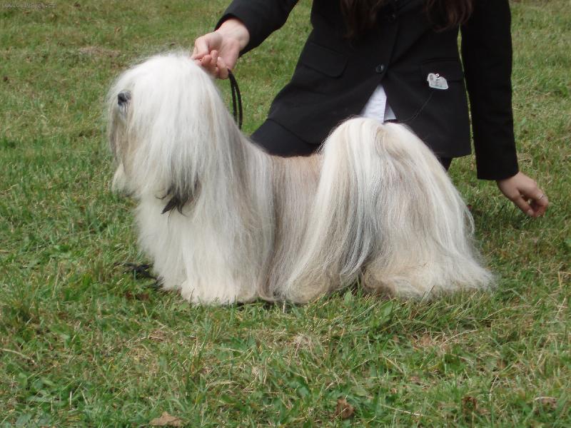 Foto: Lhasa Apso-CALIF Hestiin chrám