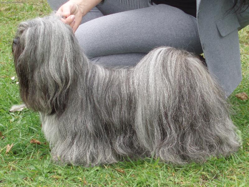 Foto: Lhasa Apso-CASSANDRA Hestiin chrám