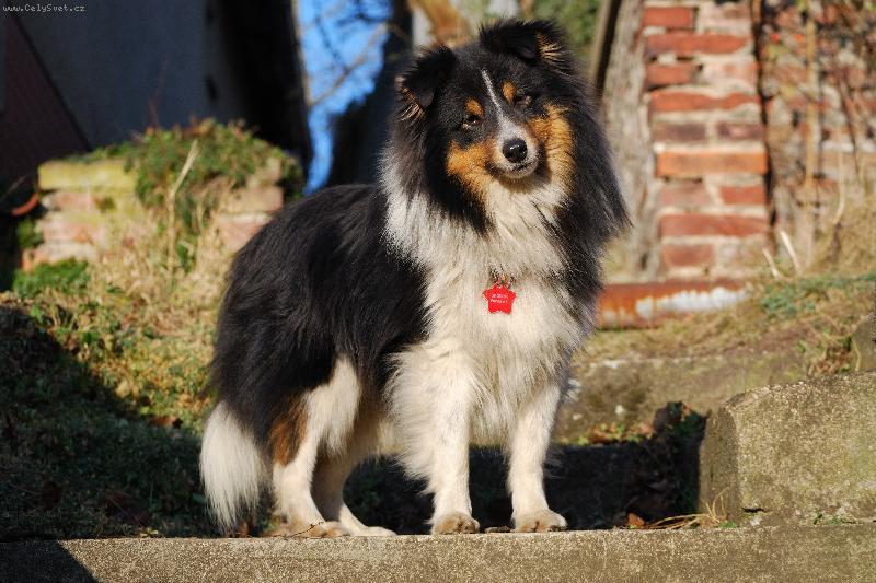 Foto: Genius vom Pommernring - Freddie-Náš trikolorní mazlík. Více se o něm dozvíte na www.henria.eu
