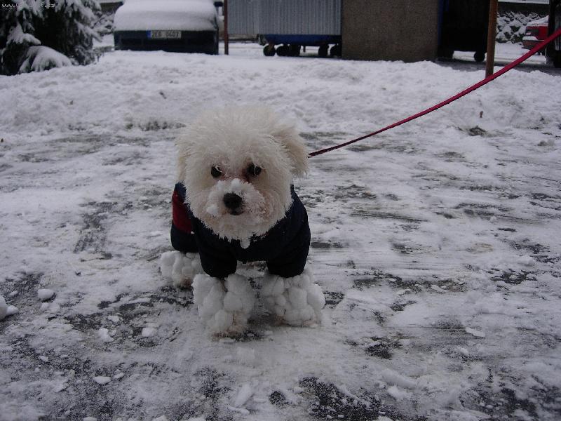 Foto: Soptík se sněhovými botkami-Takto vypadám poté, co se proháním ve sněhu.