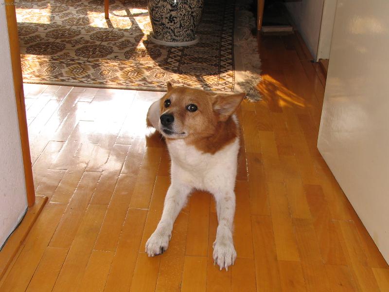 Foto: Puntik umí i jiné věci než jen hajat :-)-Puntik umí i jiné věci než jen hajat :-)