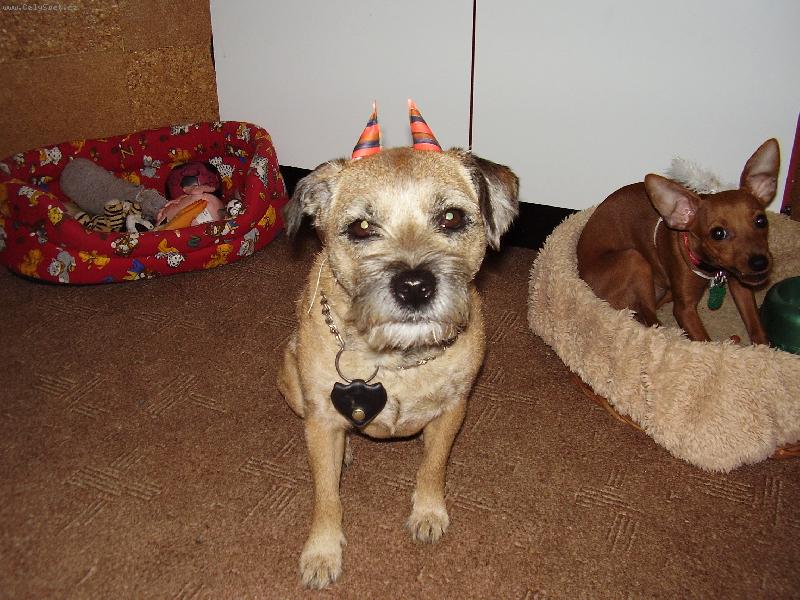 Foto: Kettynka alias Čertica...-Kettynka jako čertica spíš vypadá jak koza..:D