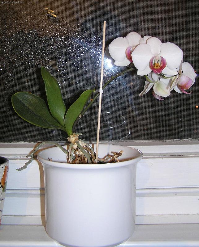 Foto: Phalaenopsis - odnož-Odnož
